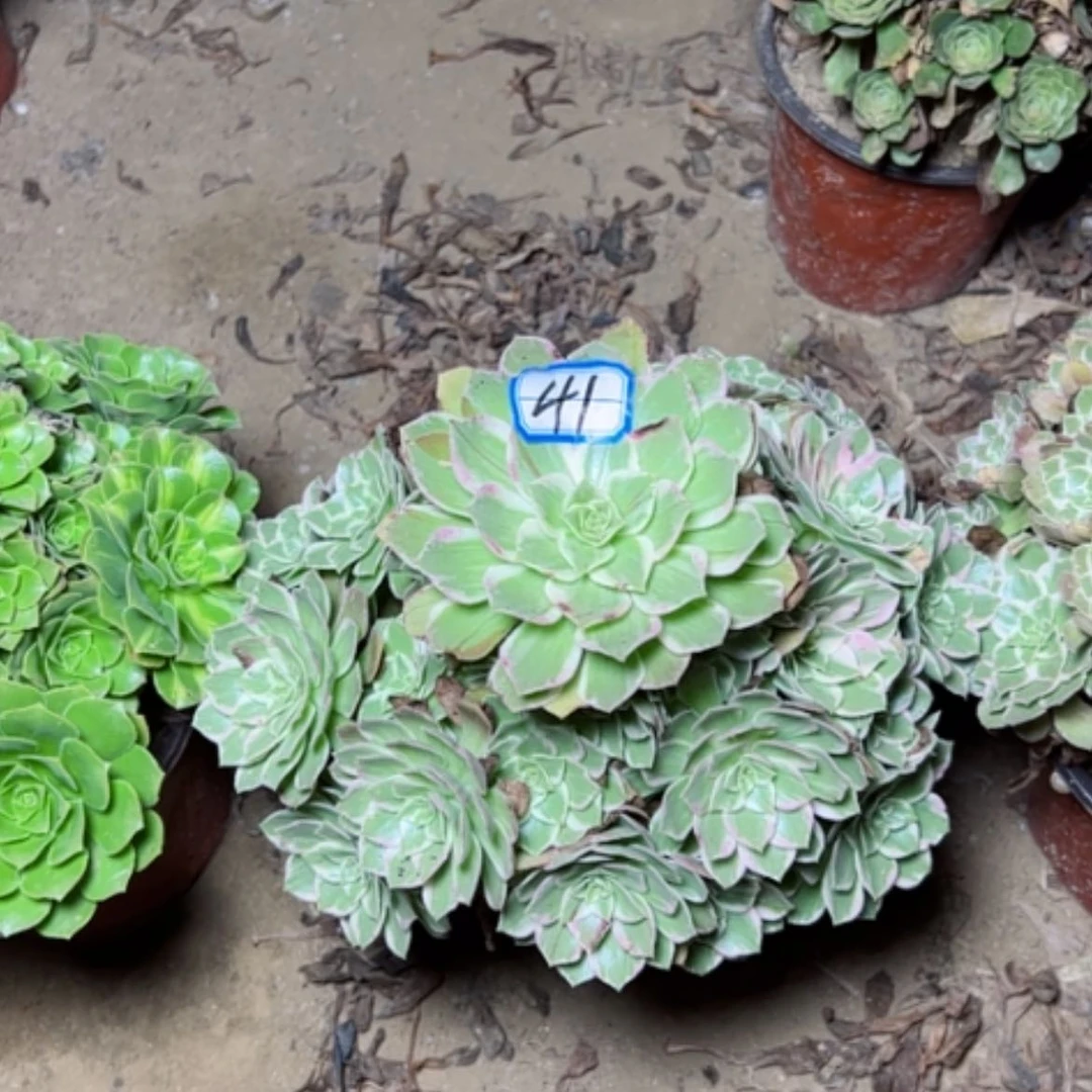 【闪购商品】水蜜桃41