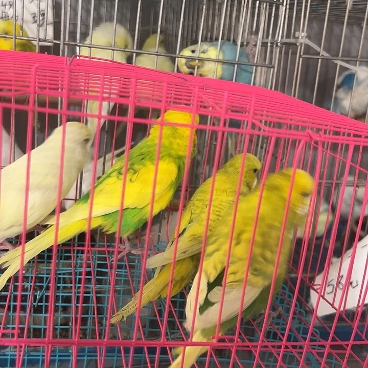 虎皮鹦鹉大头鹦鹉四只
