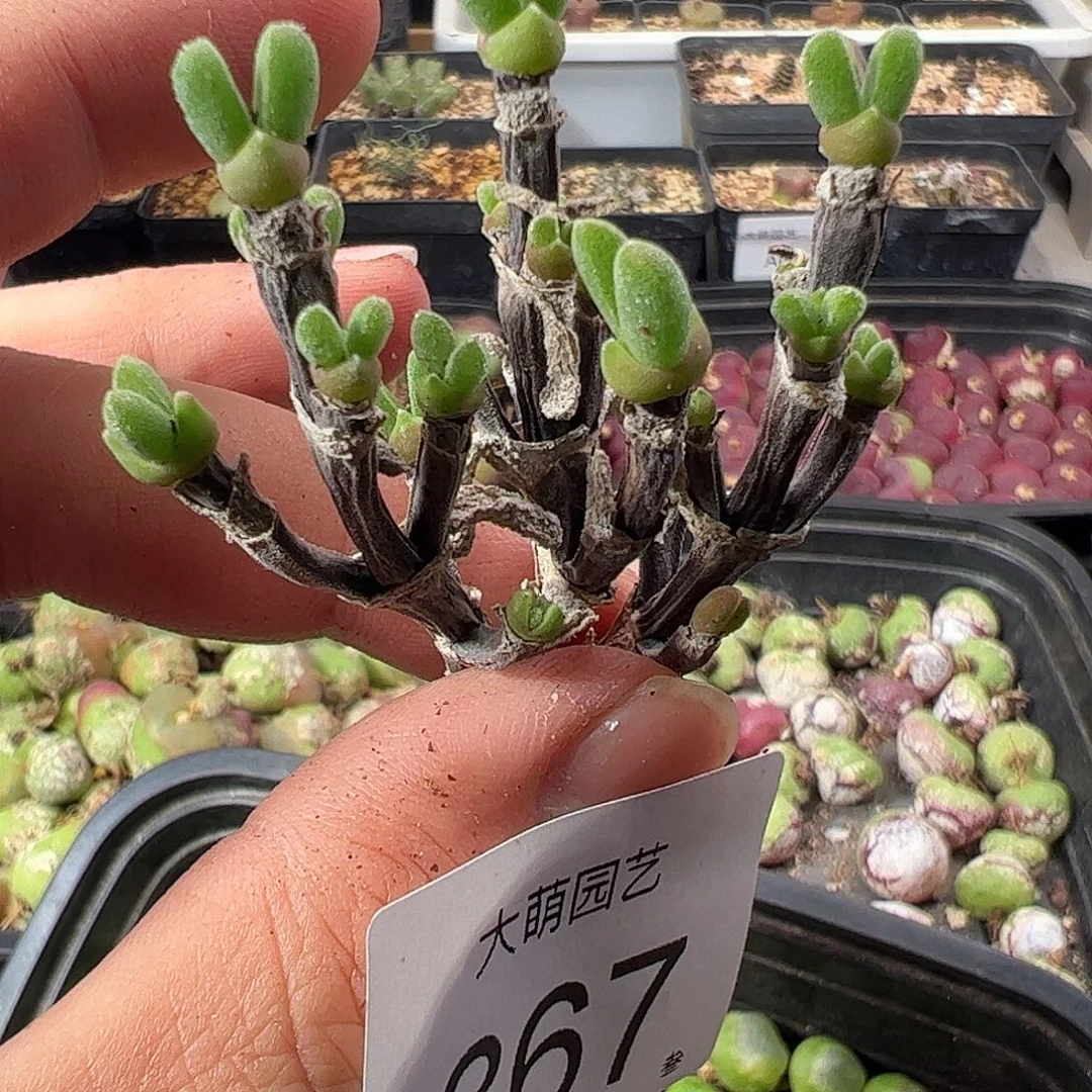 一物一拍。        867