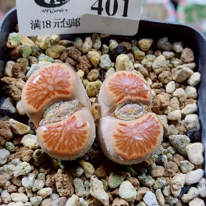 生石花花花花花花花401