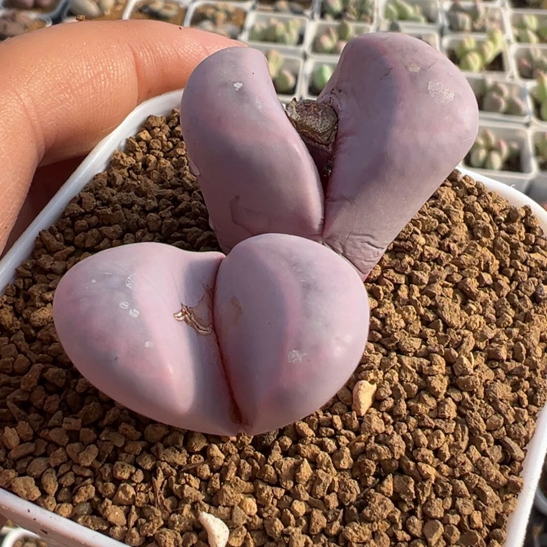 985多肉植物种类多样