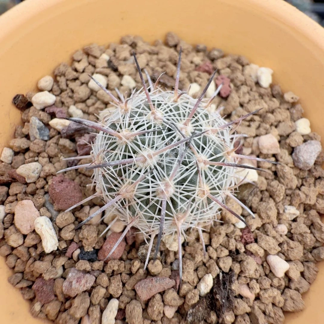 无花朵实生美刺尺寸2.4