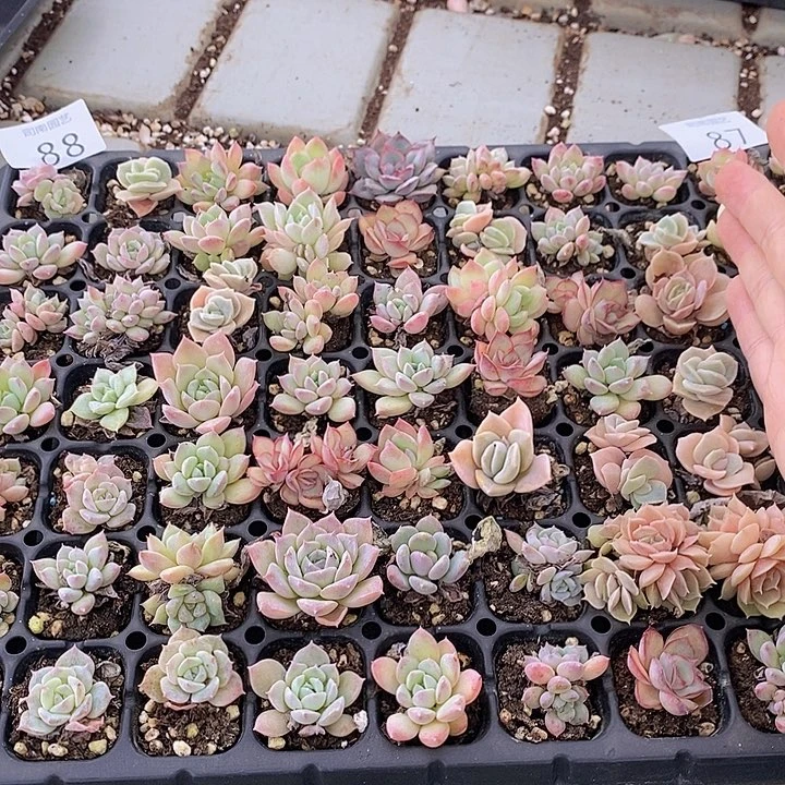 88 多肉植物盆栽花卉