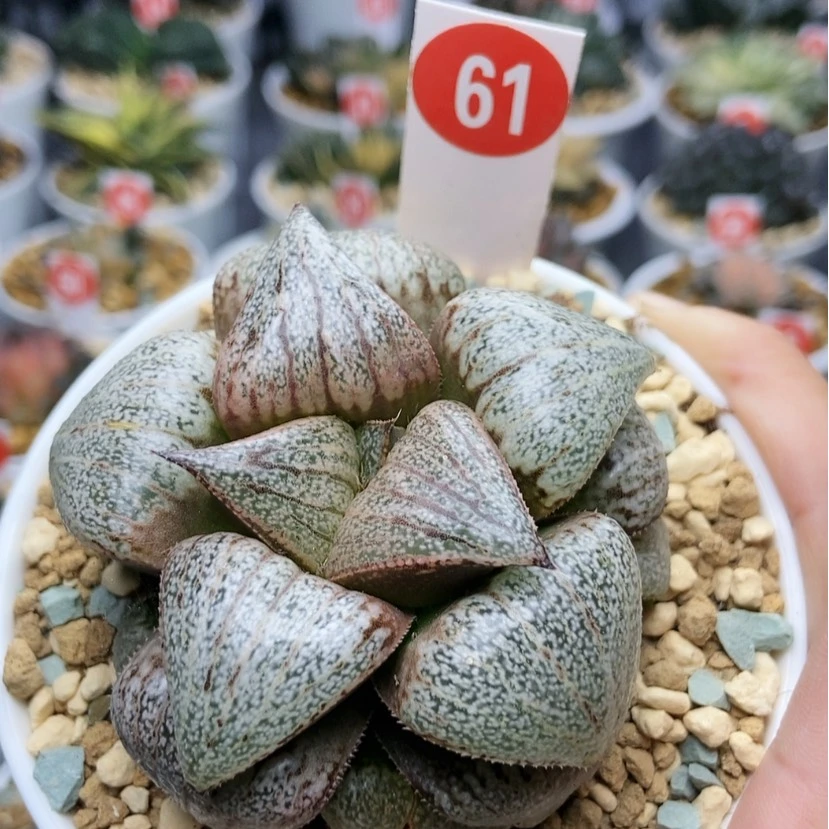 【闪购商品】61翡翠白银