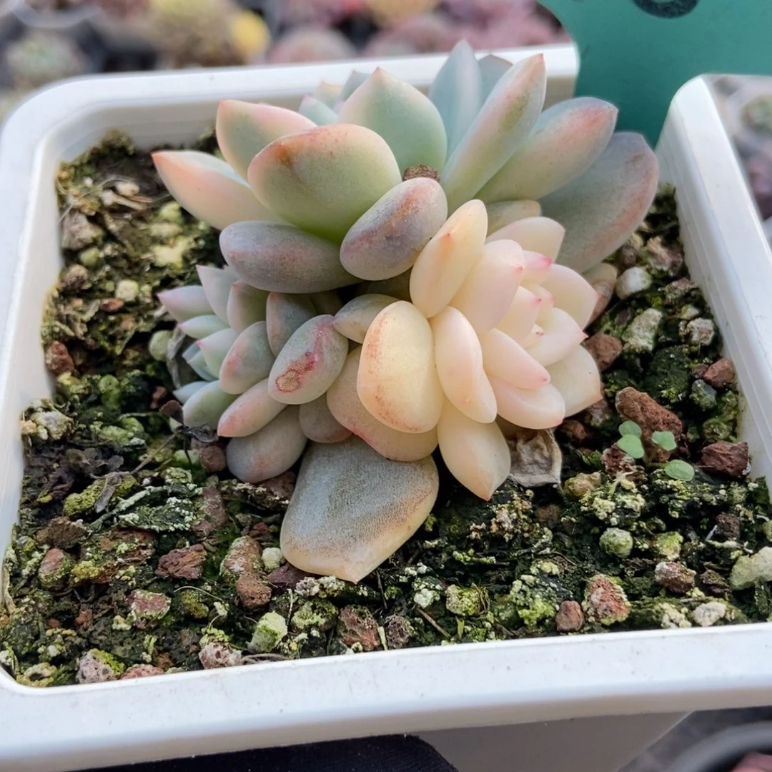 18梦露锦多肉 植物多肉