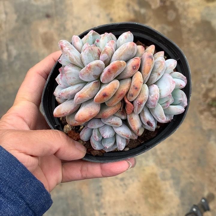 102133石化多头嗯嗯嗯