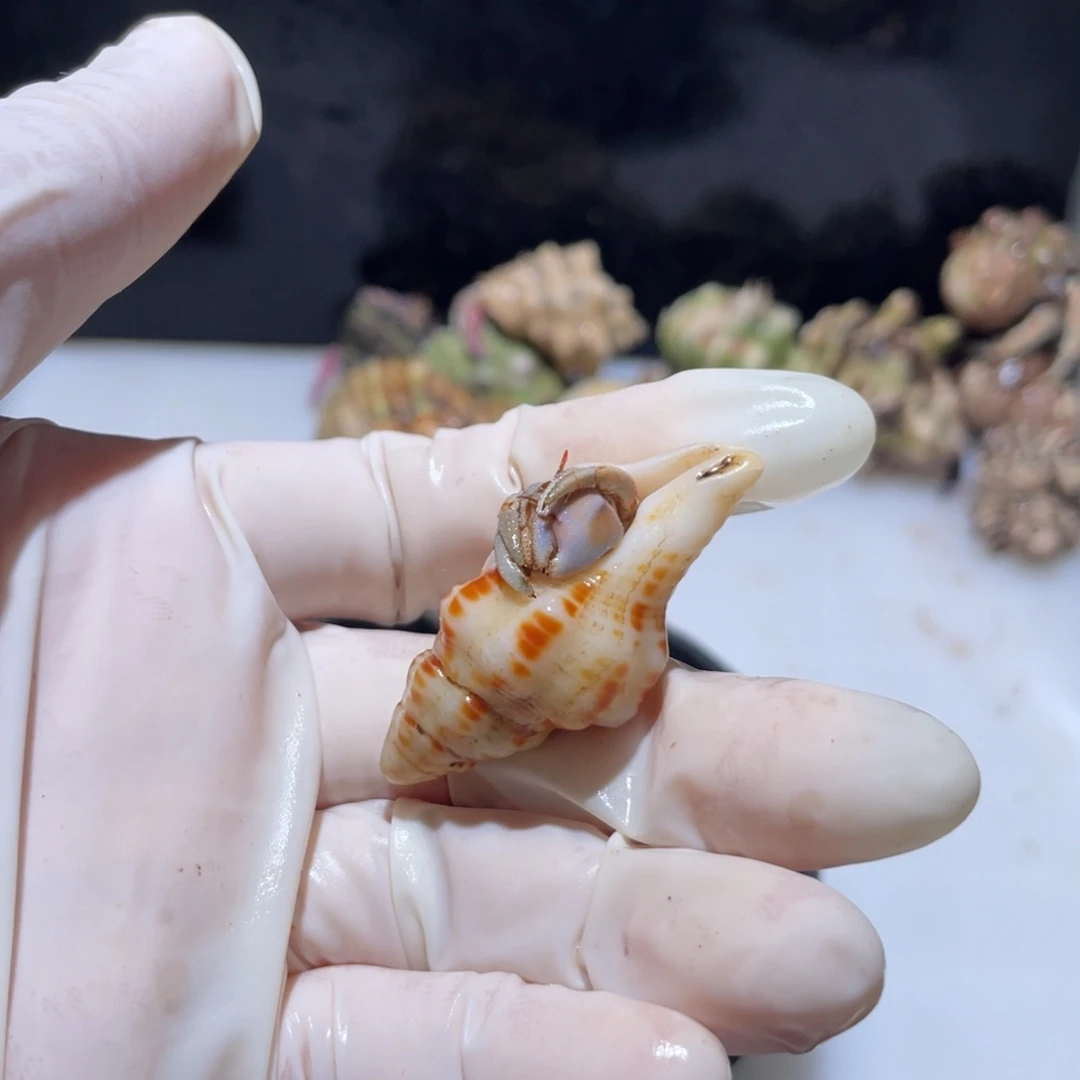 Q 26 紫陆少腿福利了