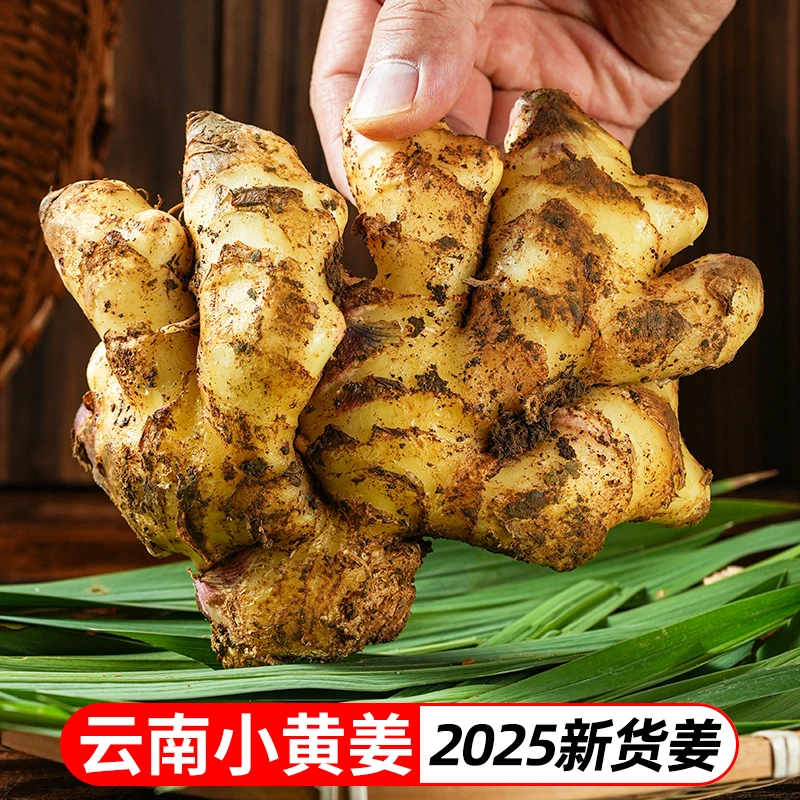 2025年云南小黄姜新鲜姜嫩姜仔姜3斤5斤9斤当季蔬菜TY