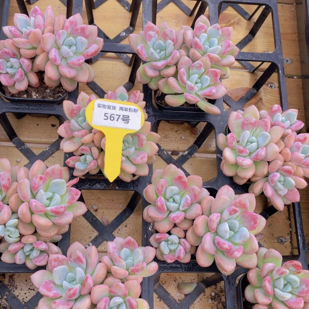 567号 开播福利白鹭花斑鹭老桩群生一个