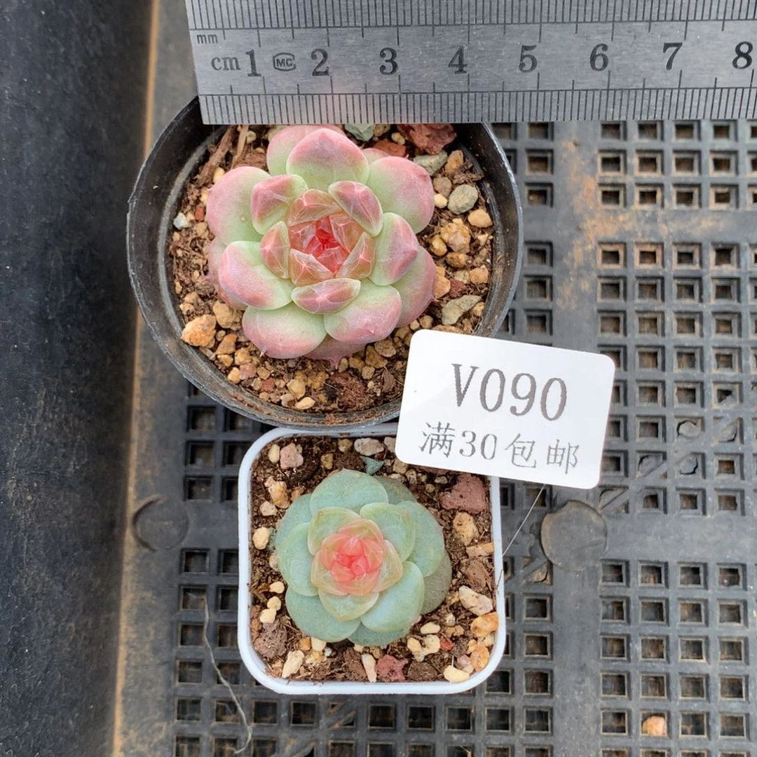 渴****90。石榴籽心冰魄。风花雪月。