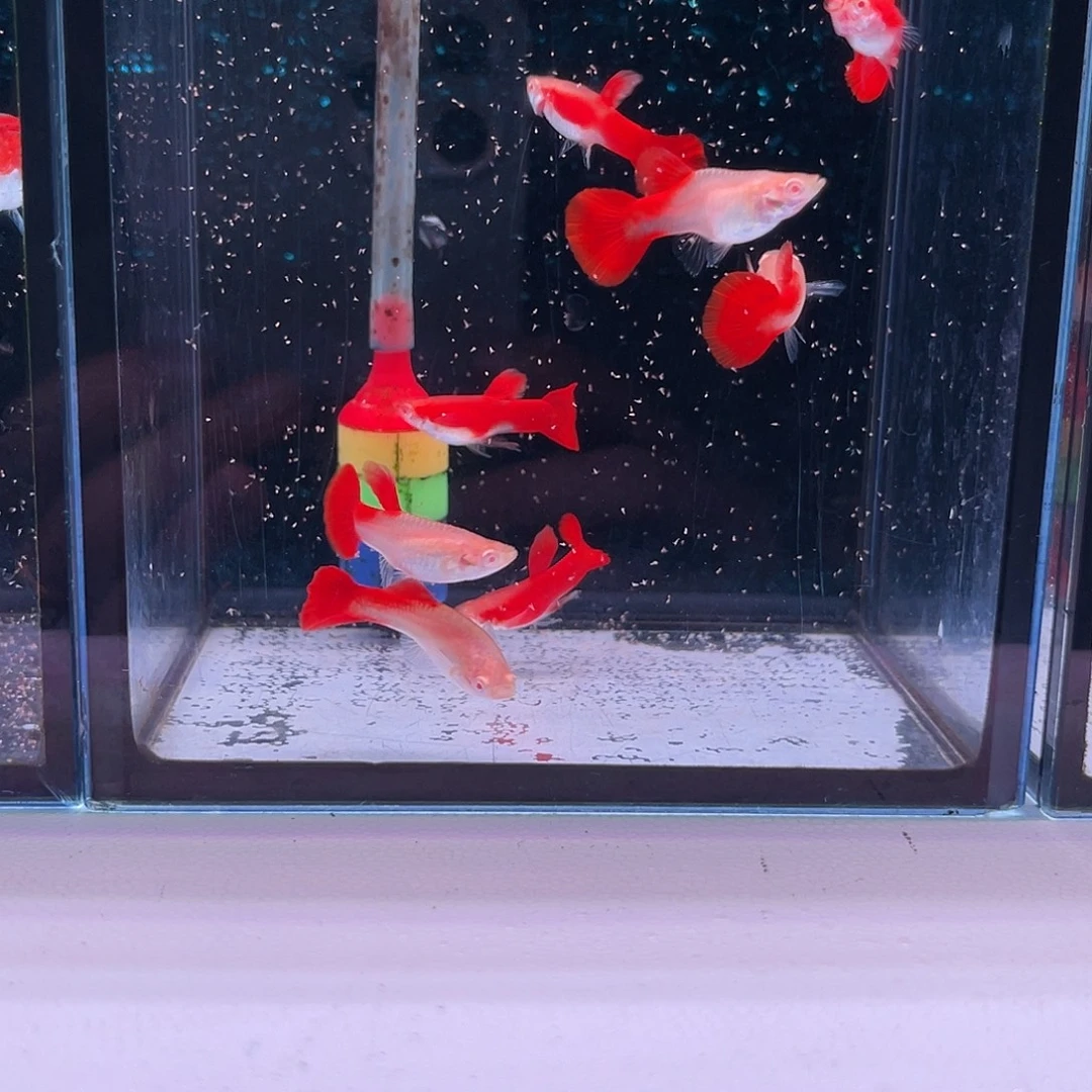 孔雀鱼大背血红压成10条