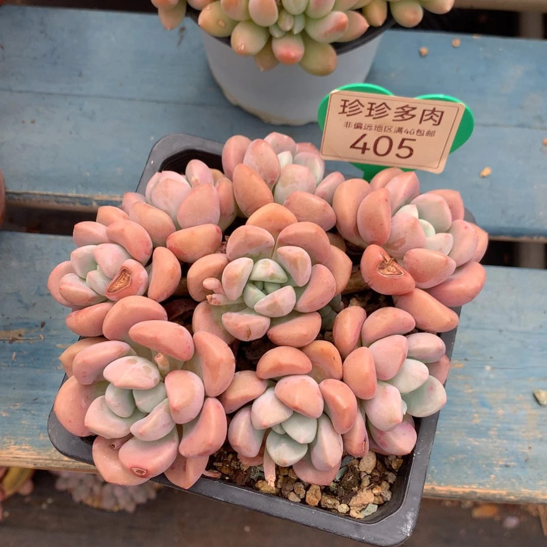 花斑露老桩无砍平头405