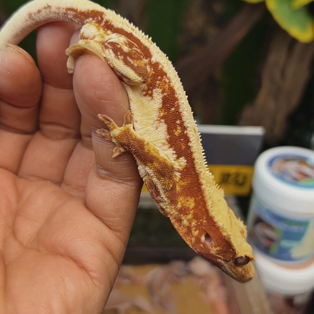 睫角守宫大亚成红底莉莉