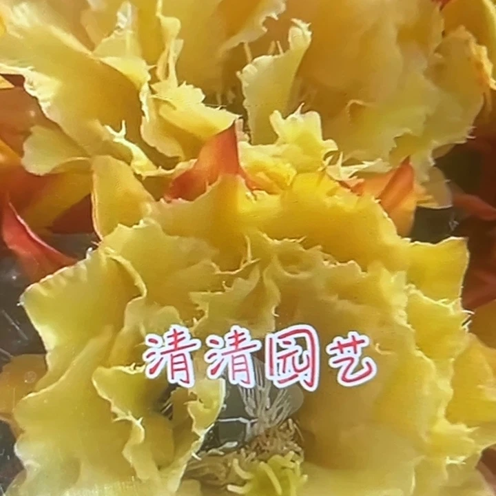 清清3-60根仙人球瑕疵