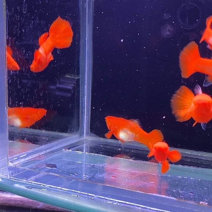 孔雀鱼精品分水1对