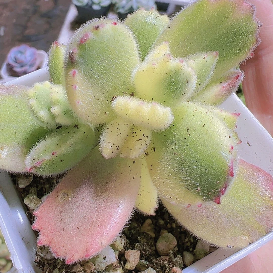 白熊多肉植物19包邮