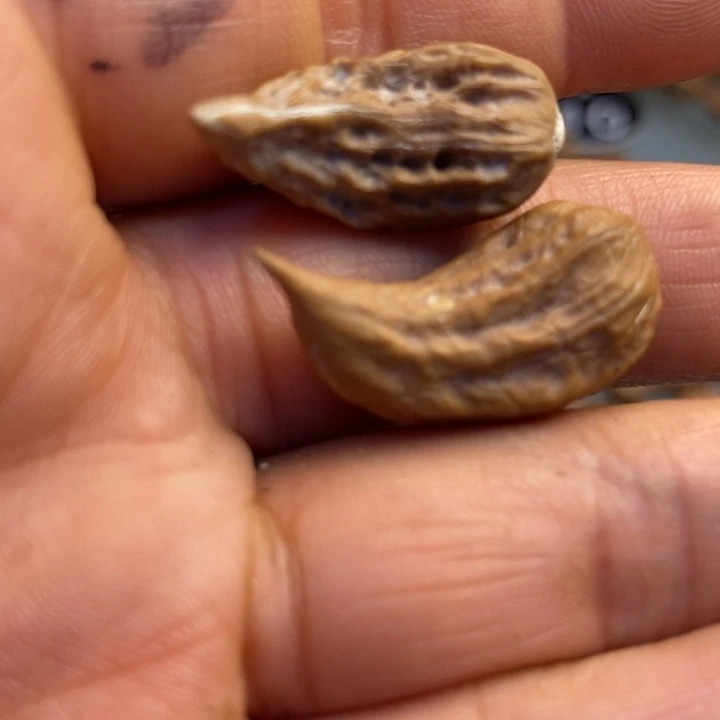 文玩核桃吊坠拿姐好美53