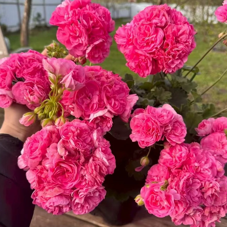 百褶雪纺 重瓣进口大花天竺葵