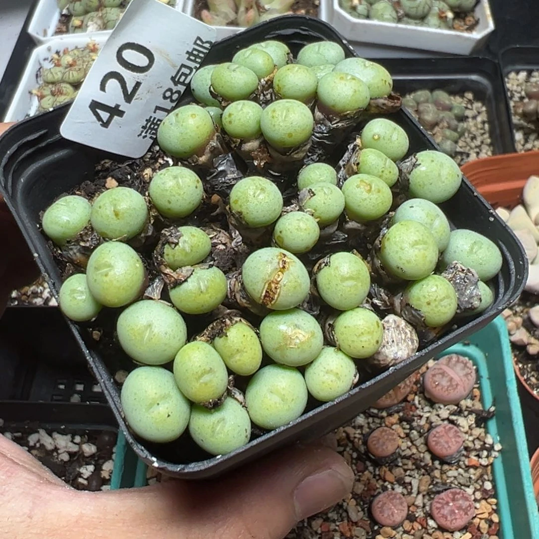 【闪购商品】 420。