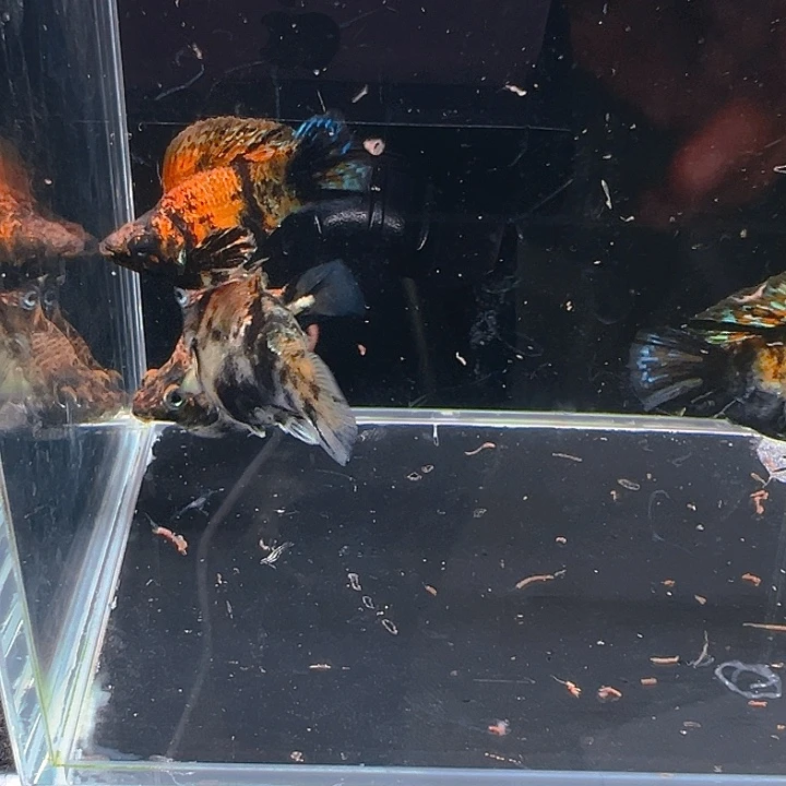 孔雀鱼精品越系虎斑玛丽球1对