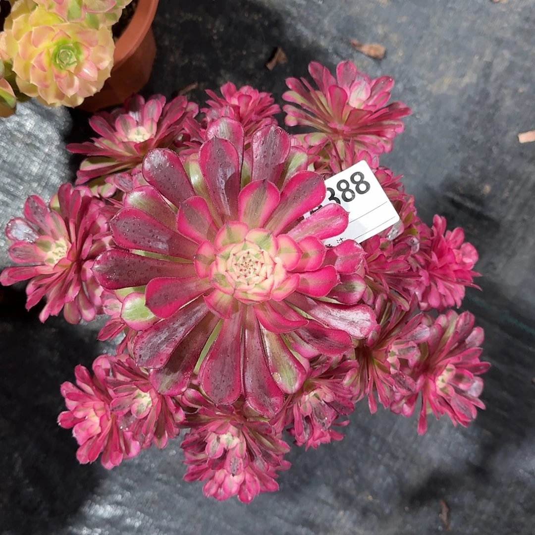 红铜白多肉法师388