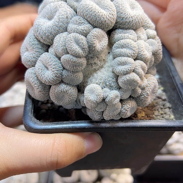 根芽子吹月世界7.5公分带盆