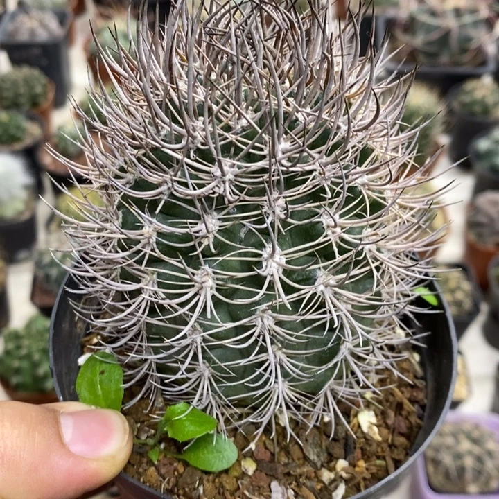 狂刺逆豹丸特价福利