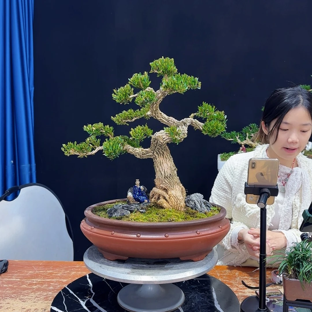 黄杨室内室外盆景