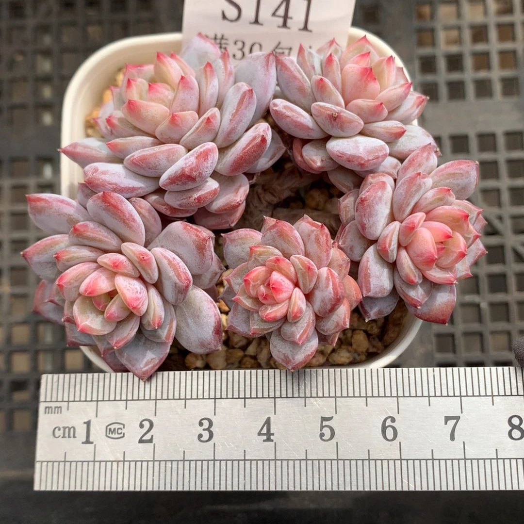 141。老桩玉芙蓉五头自然群。