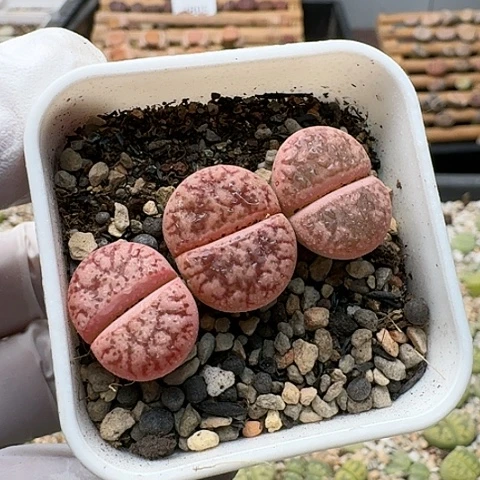 3541，源氏玉脱土发货特价