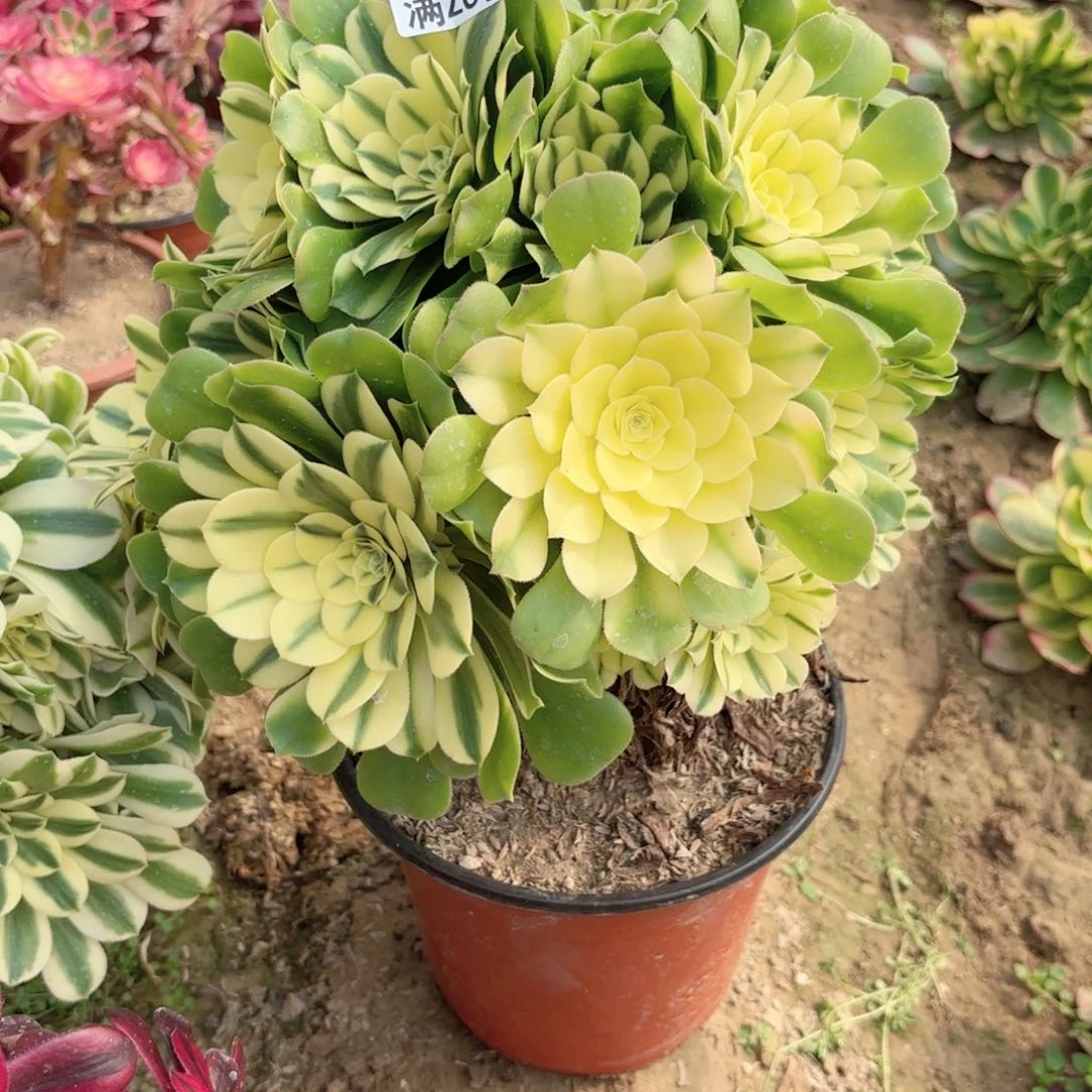 K. 7353有砍多肉？