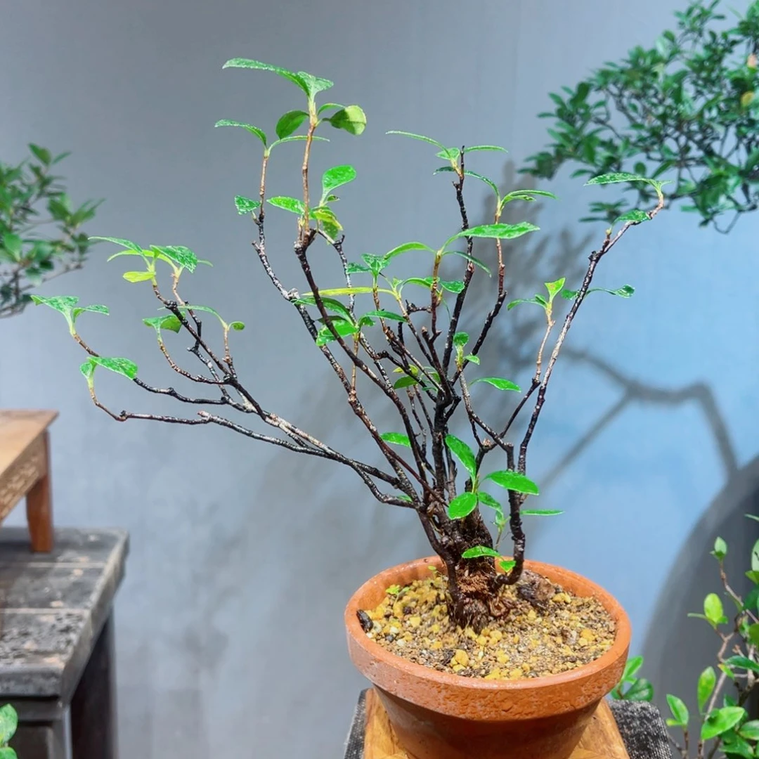 不开花植物草***植2