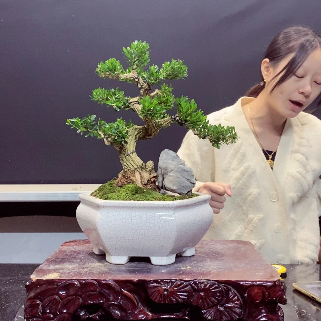 无花朵黄杨盆景园林