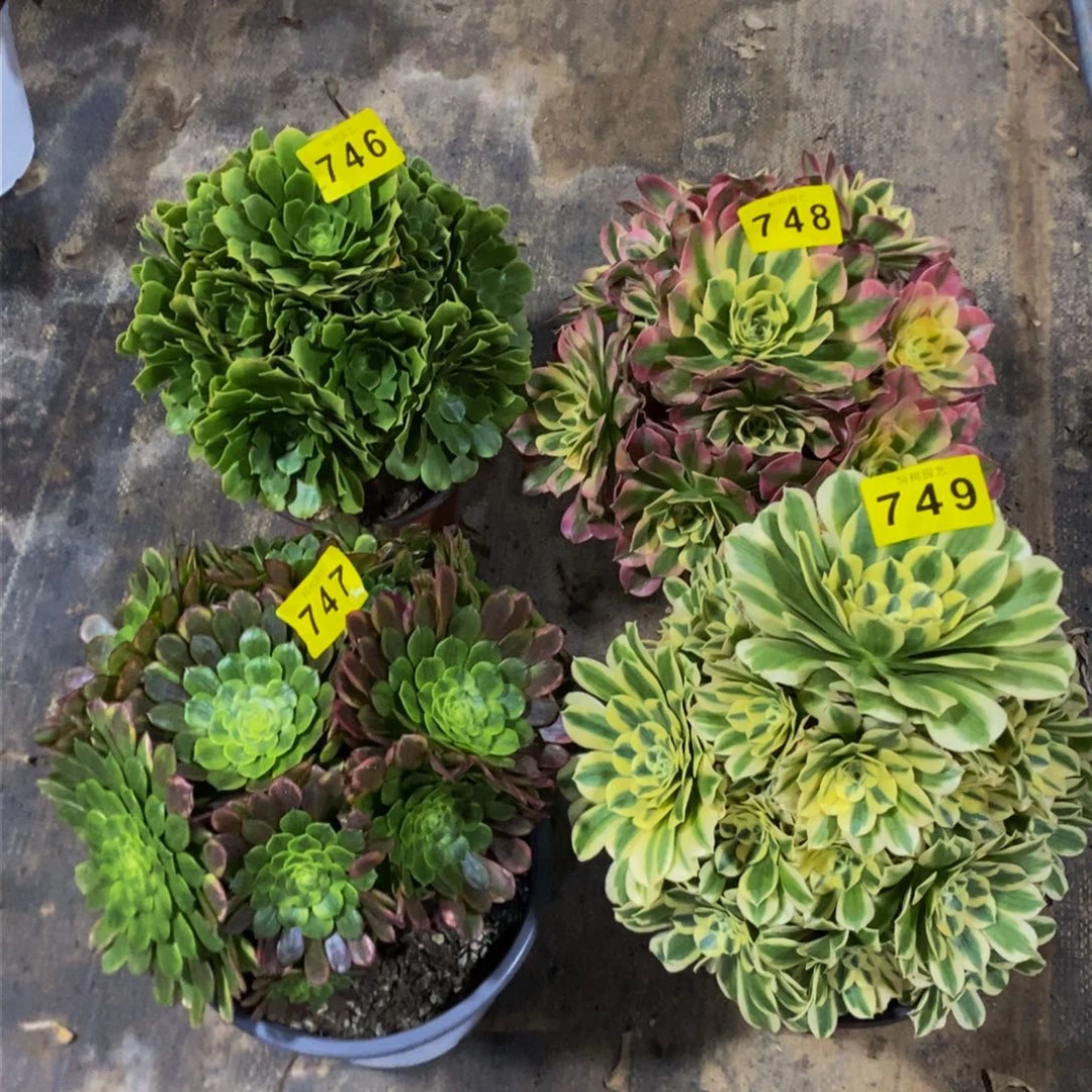 老*多肉00000746、748、747、74900