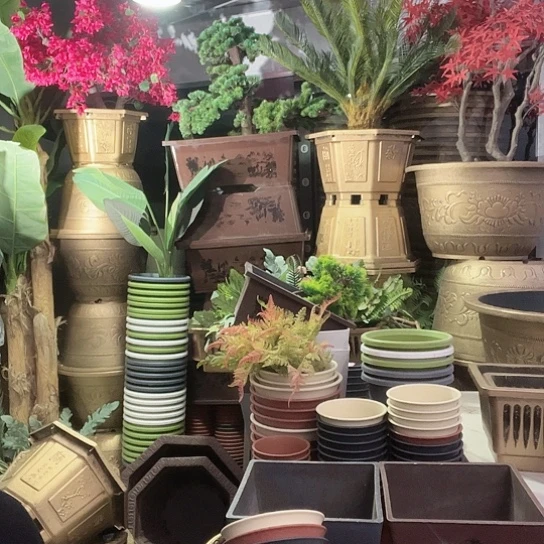 复合盆景梅花盆景