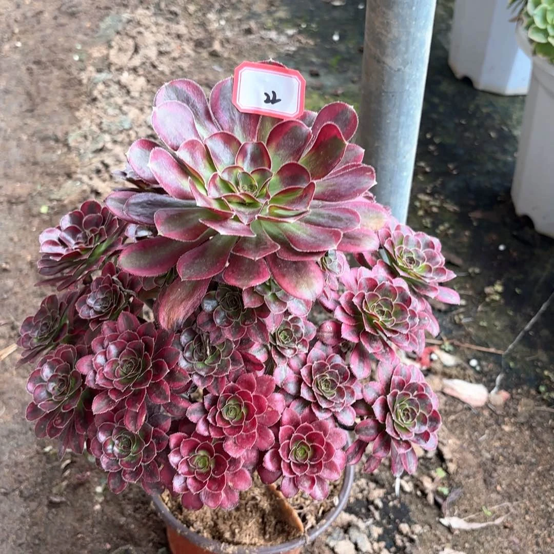 全部花朵壮*妈22冰淇淋多肉植物