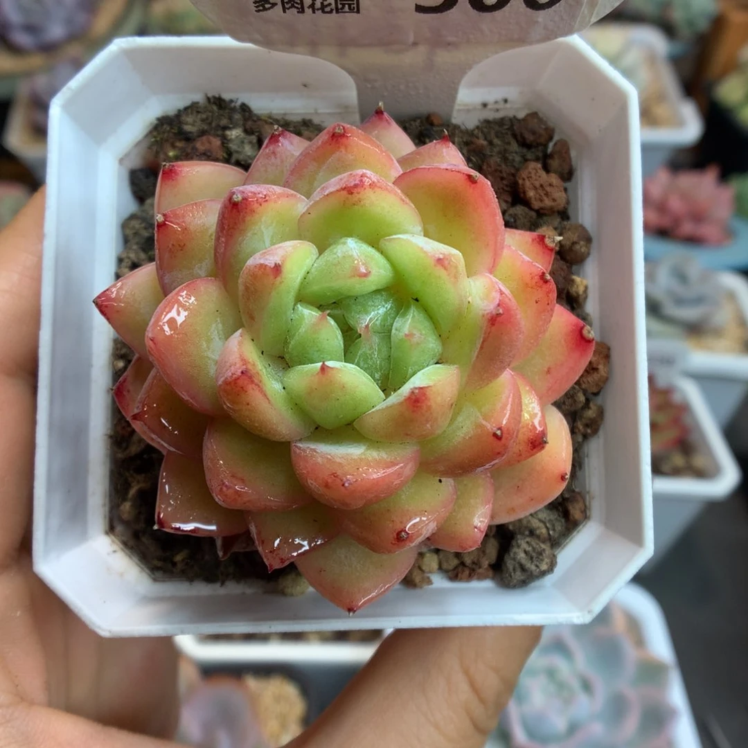 306钻石珍妮多肉植物