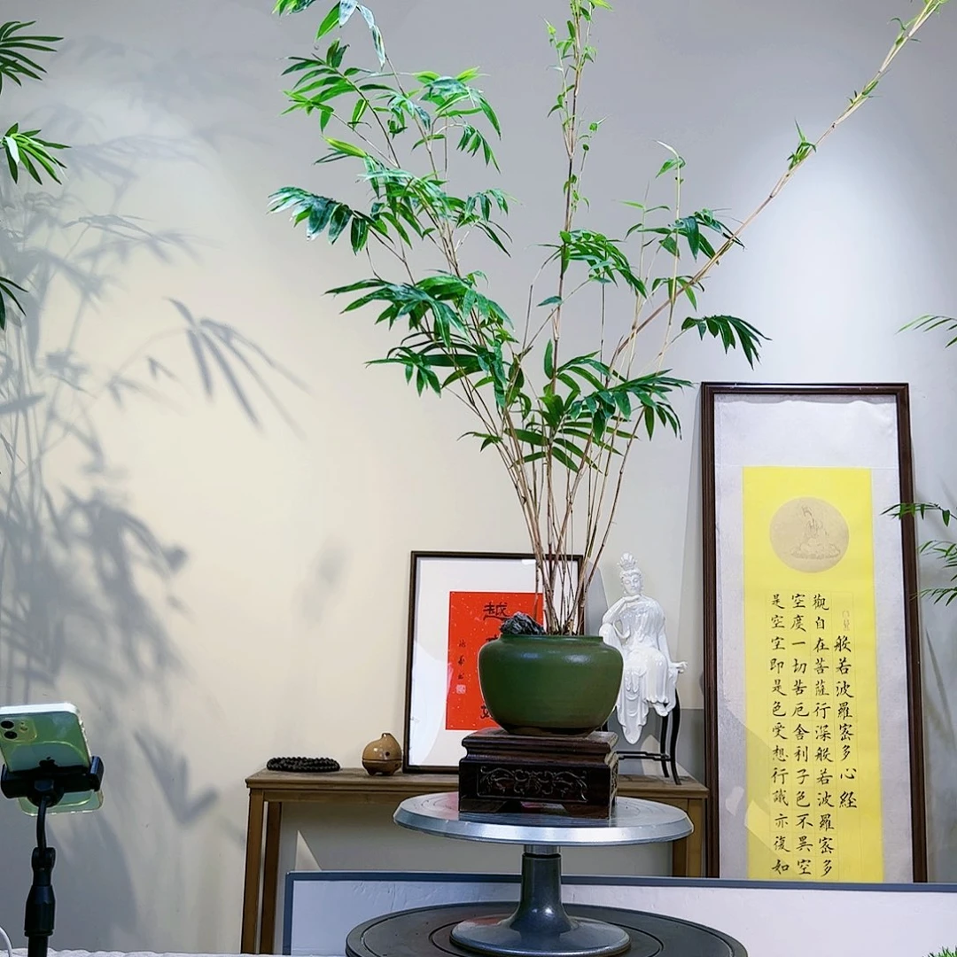 暖*l老桩精品竹盆景