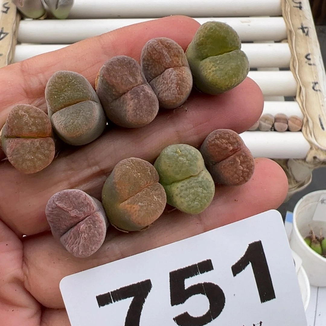 5.11好看的多肉脱土发货751