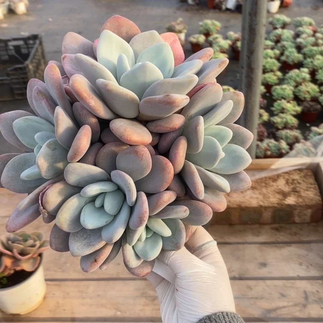 217粉兔多头一物一拍