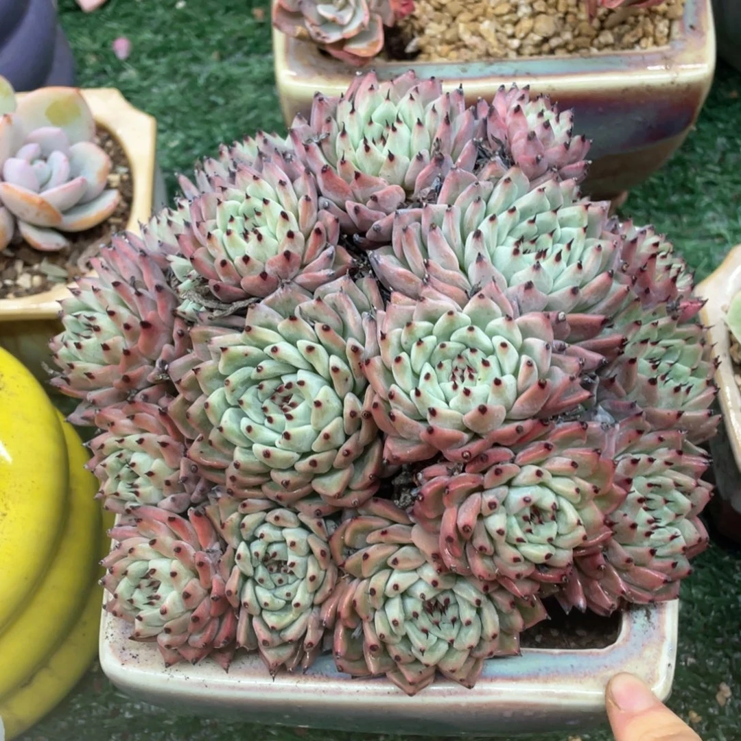 绿爪一物一拍28包邮非偏远