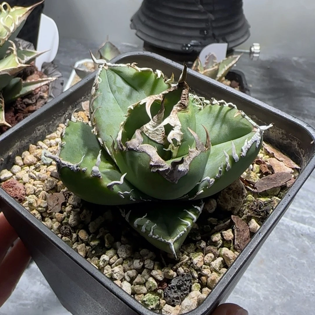 立可白仁王冠龙舌兰