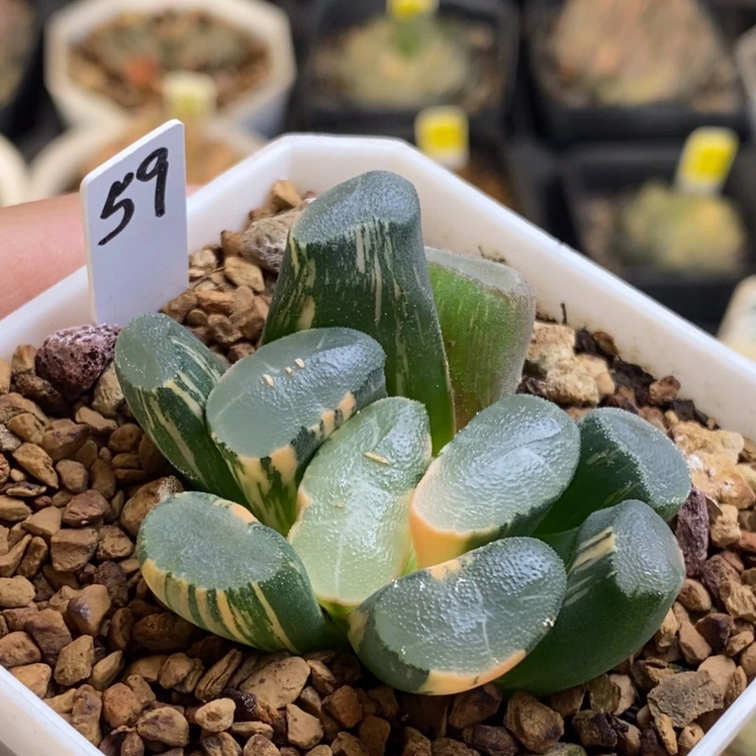 59号透镜万象锦锦