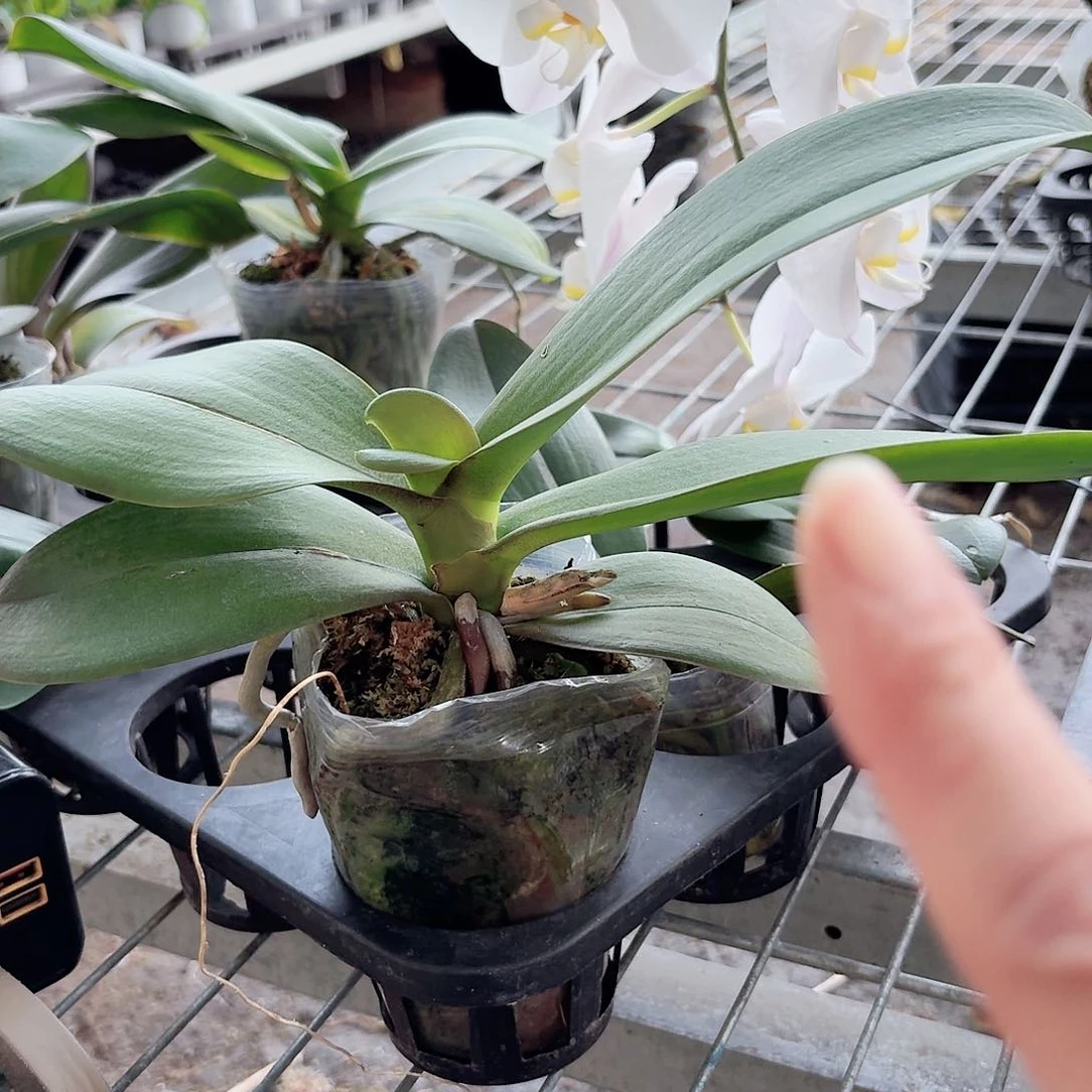蝴蝶兰大白花后苗有叶损不包售后3颗