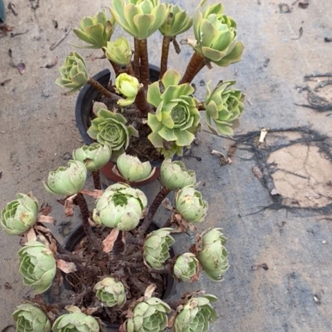 水蜜桃加青檬3多肉植物法师法师法师