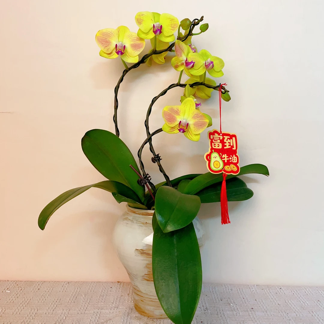 桦艺优选【青春永驻】欧品蝴蝶兰花卉艺术组盆景德镇陶瓷盆栽系列