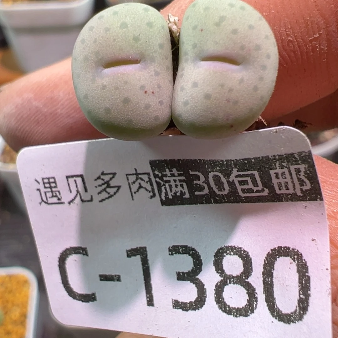多肉植物111111111111111