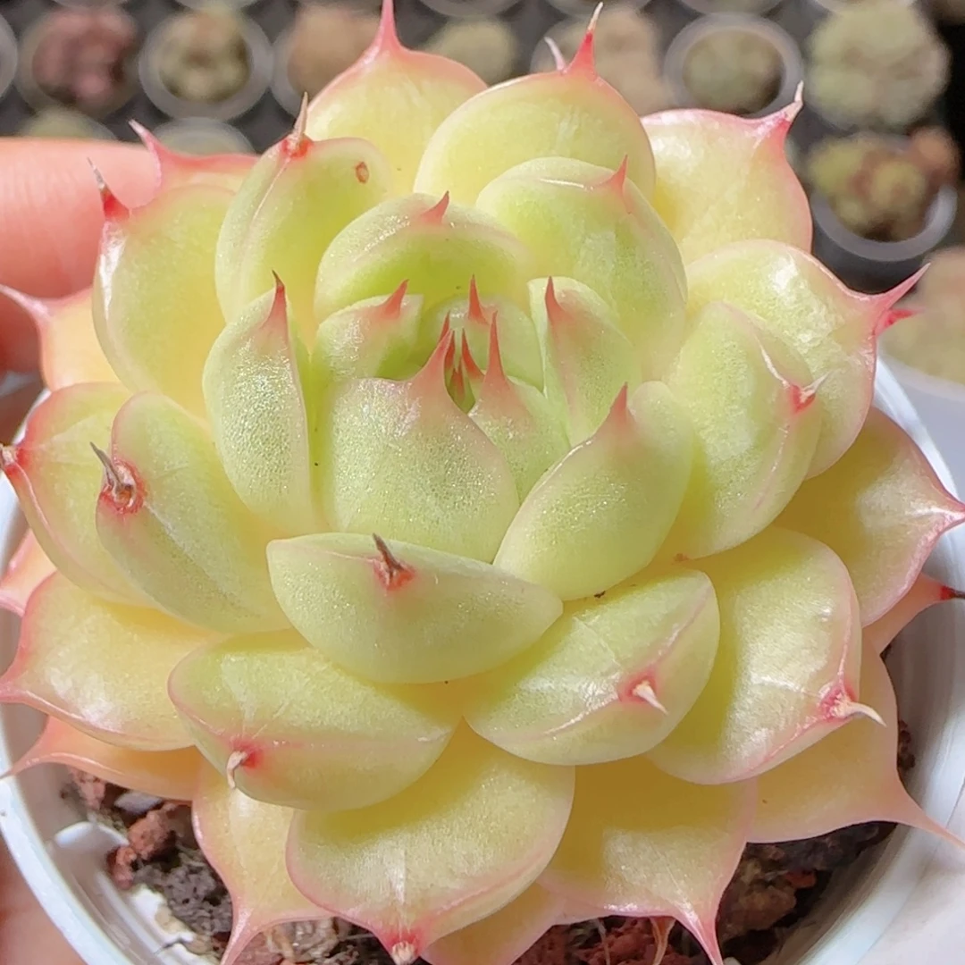 花语多肉1212-10海王