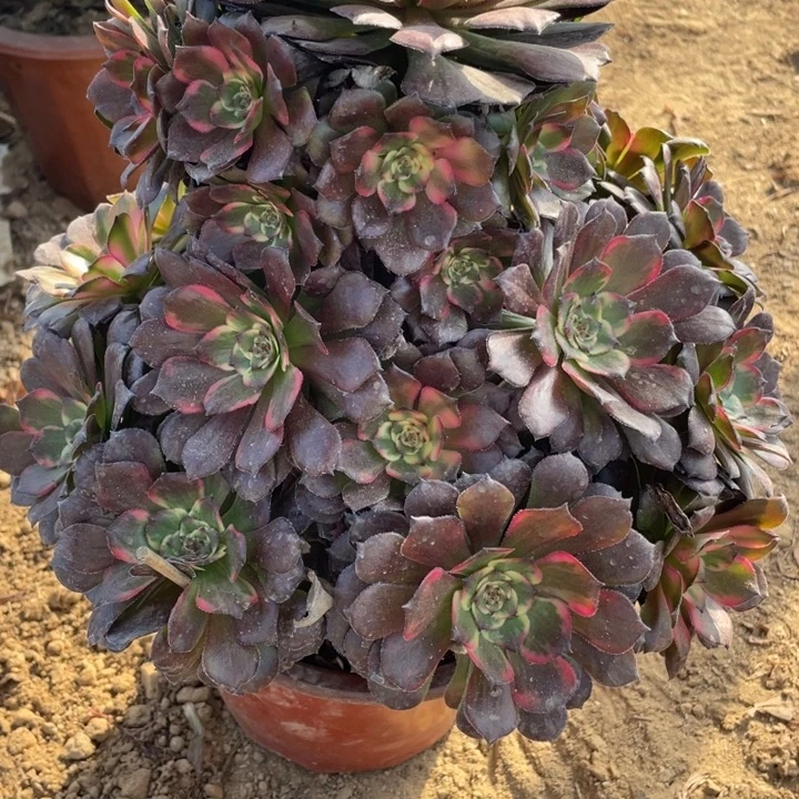 完全开放570多肉植物烟花