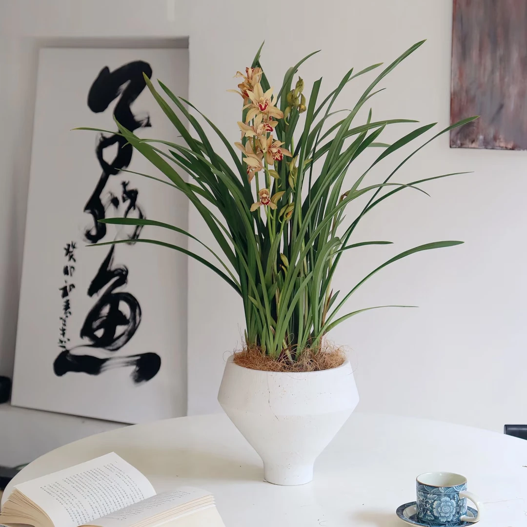 杂交兰——台北仙子